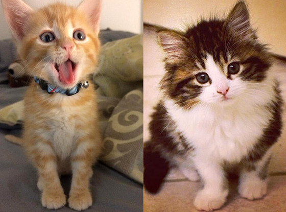 E!'s Cutest Cat E!'s Cutest Cat
